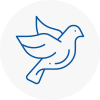 Bird Prevention Earls Barton