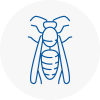 Earls Barton Wasp Nest Removal